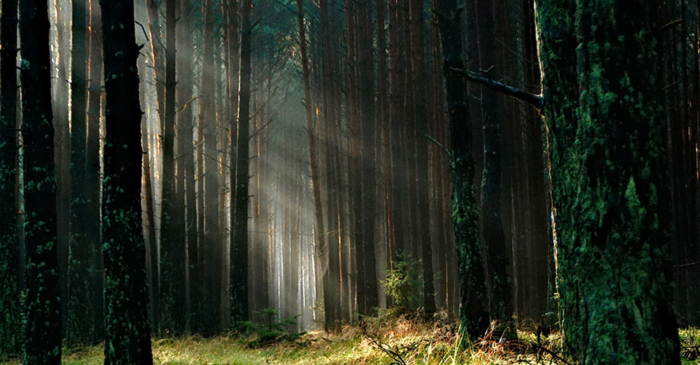 bos-met-bomen-papier